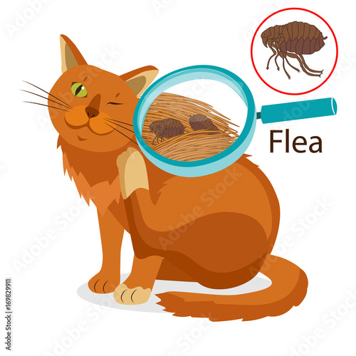 Cat Parasite. Pet Flea Treatment. Flea In The Fur As A Close Up Magnification Vector. Spread Of Infection. Pet Veterinary Medicine Vector. Flea Control for Cats.