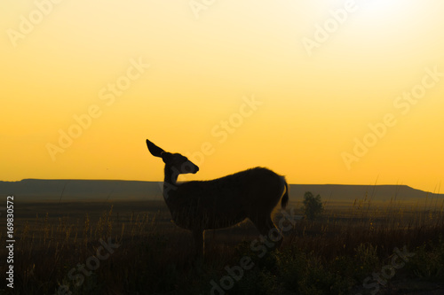 Sunrise Deer