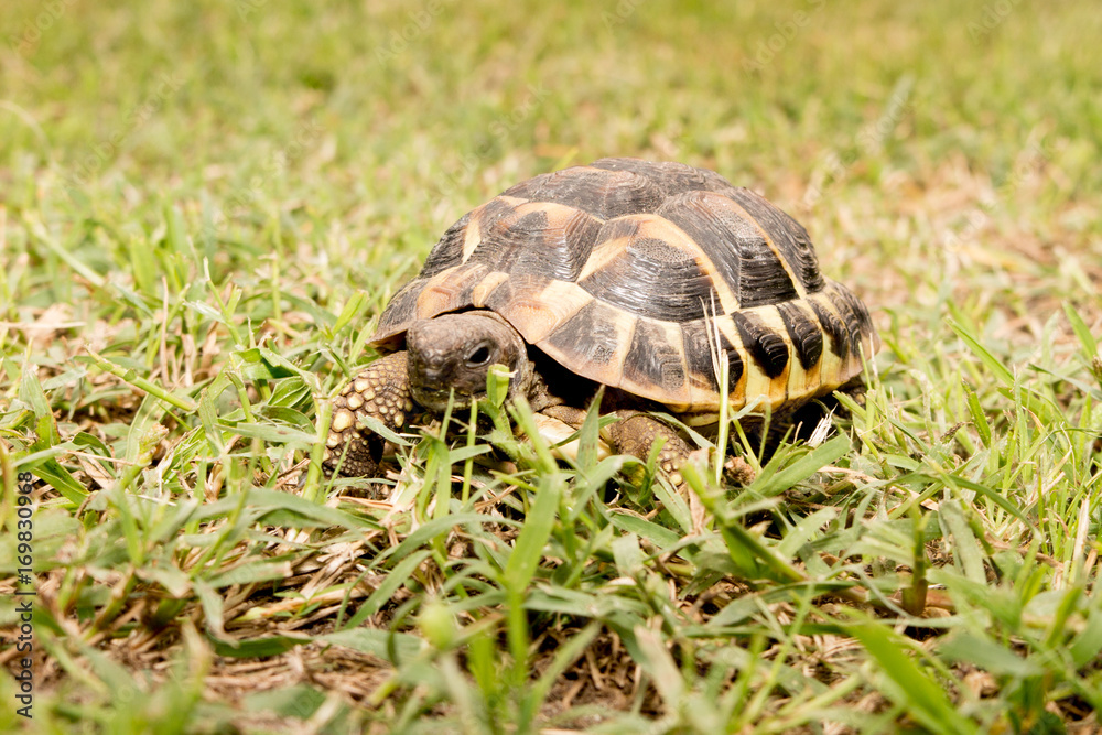 Turtle walking on the grass. Eastern Hermann tortoise, European terrestrial Testudo hermanni boettgeri Turtle walking on the grass. Eastern Hermann tortoise, European terrestrial Testudo hermanni boettgeri