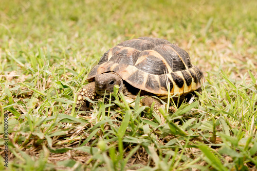 Turtle walking on the grass. Eastern Hermann tortoise, European terrestrial Testudo hermanni boettgeri