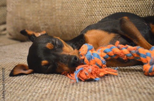 German miniature dwarf pinscher pet dog on a sofa with its favourite toy 