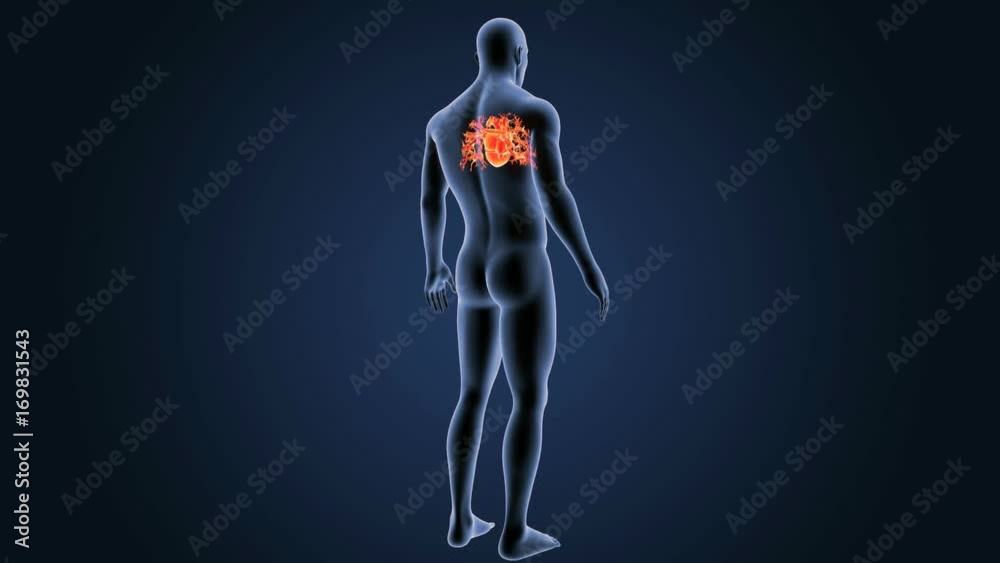 Heart with Body Heart with Body