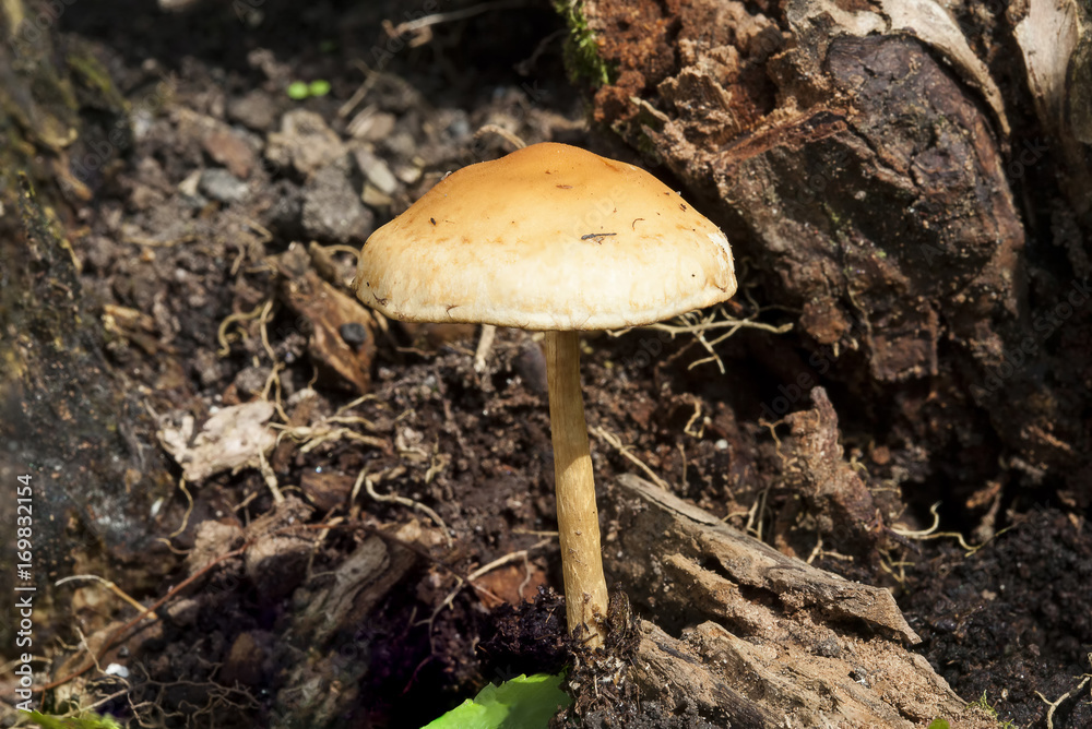 Woodland fungi mushroom which is often called a toadstall Woodland fungi mushroom which is often called a toadstall