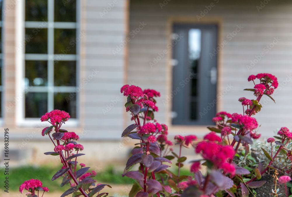 Maroon autumn flowers in the garden on the background of a beautiful wooden house. Scandinavian style