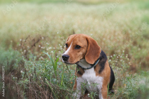 Beagle dog in the wild flower field.