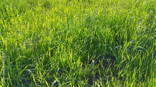 Fresh green grass with sunlight