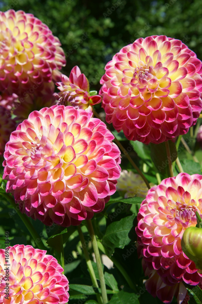 Ball Dahlias Hapet Daydream Ball Dahlias Hapet Daydream