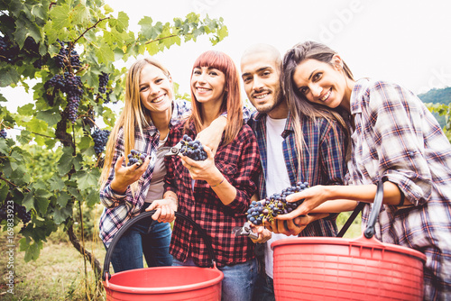 People harvesting in a vineyard