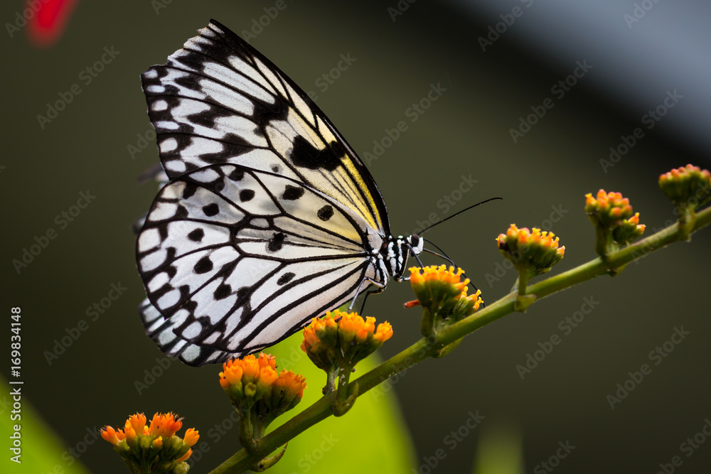 Obraz premium Butterfly