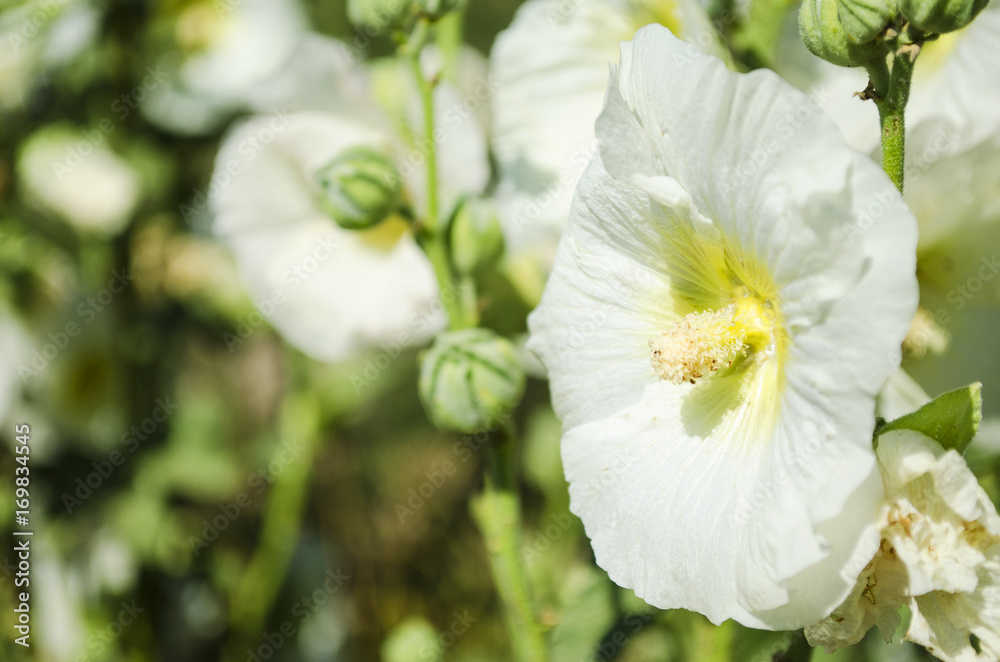 Obraz premium Beautiful white mallow flowers in the garden