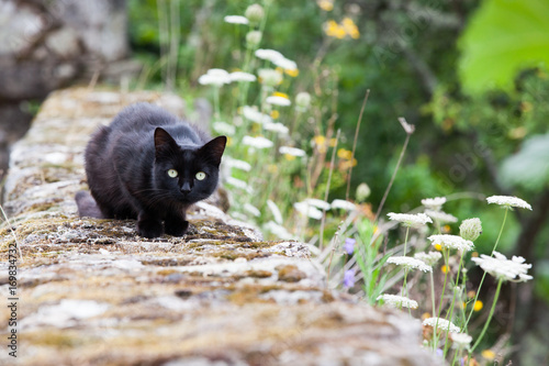 A black kitten staring at the viewer on an old stone wall in a garden, France © claire
