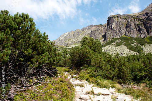 Landscape with pine trees and a mountain walk