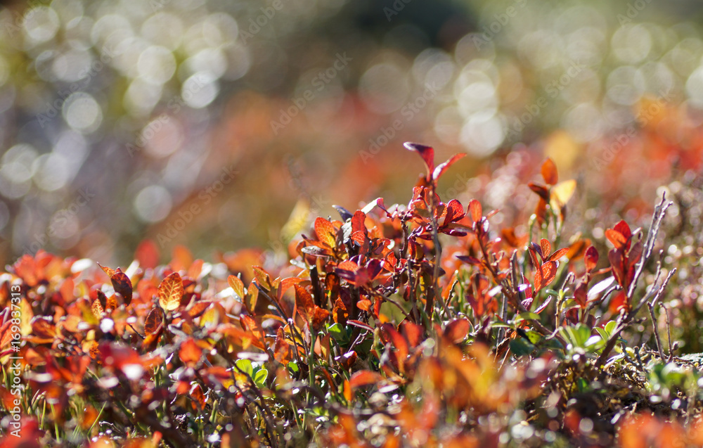 Herbstliche Blaubeerblätter mit Lensflairs im Hintergrund