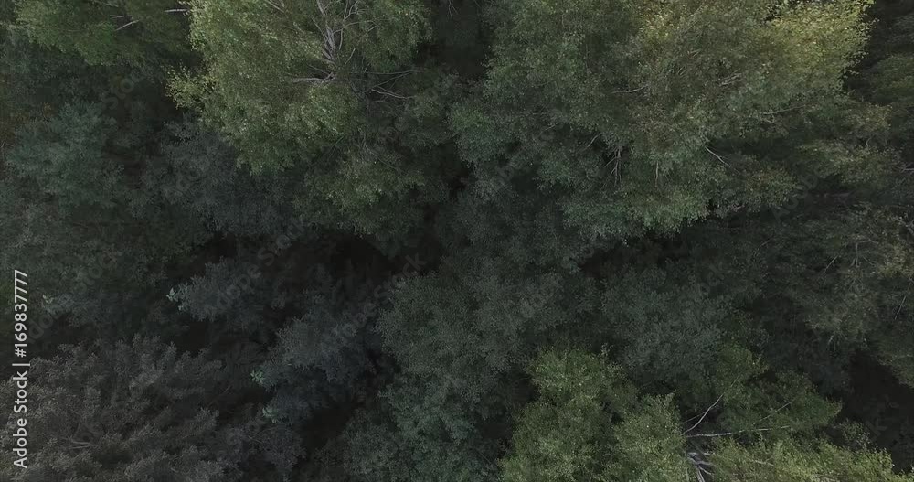 The tops of the green trees in the forest. The camera turns and rises to the top. The wind rustling the branches of the mighty trees. There is a blue truck on the road. Bank of the river. The tops of the green trees in the forest. The camera turns and rises to the top. The wind rustling the branches of the mighty trees. There is a blue truck on the road. Bank of the river.