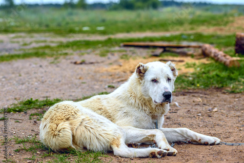 Thoughtful Central Asian Shepherd on the farm