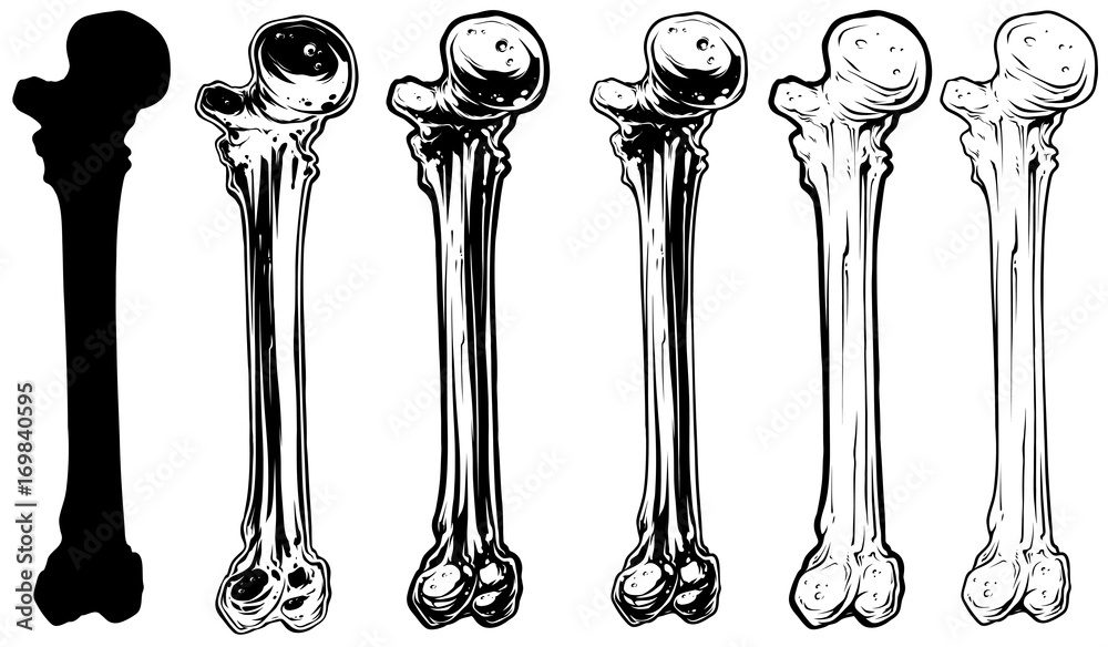 Как нарисовать кость человека
