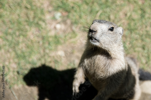 Wallpaper Mural Marmota en primer plano con fondo de naturaleza Torontodigital.ca