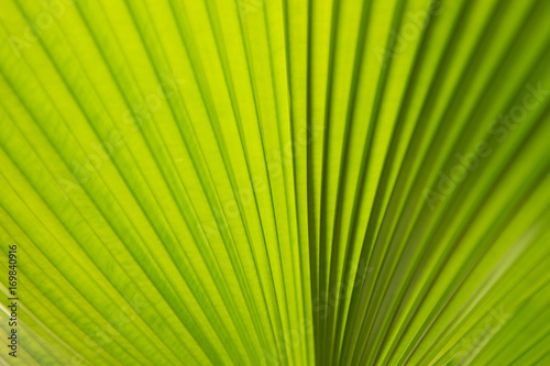 Close up of palm leaves Green leaf background