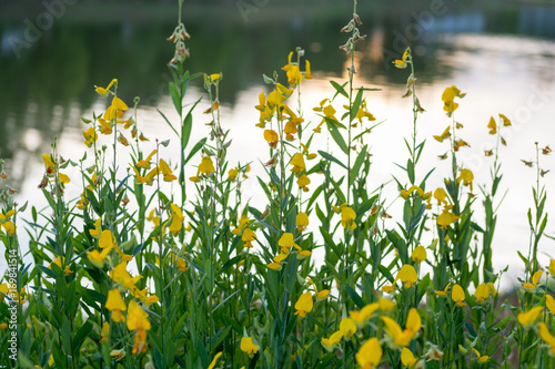 Fototapeta Naklejka Na Ścianę i Meble -  sunhemp flowers in field. sunhemp flowers background. blurred and soft focus of sunhemp field