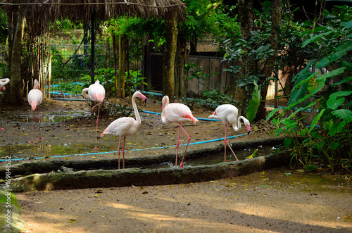 Photography american flamingos