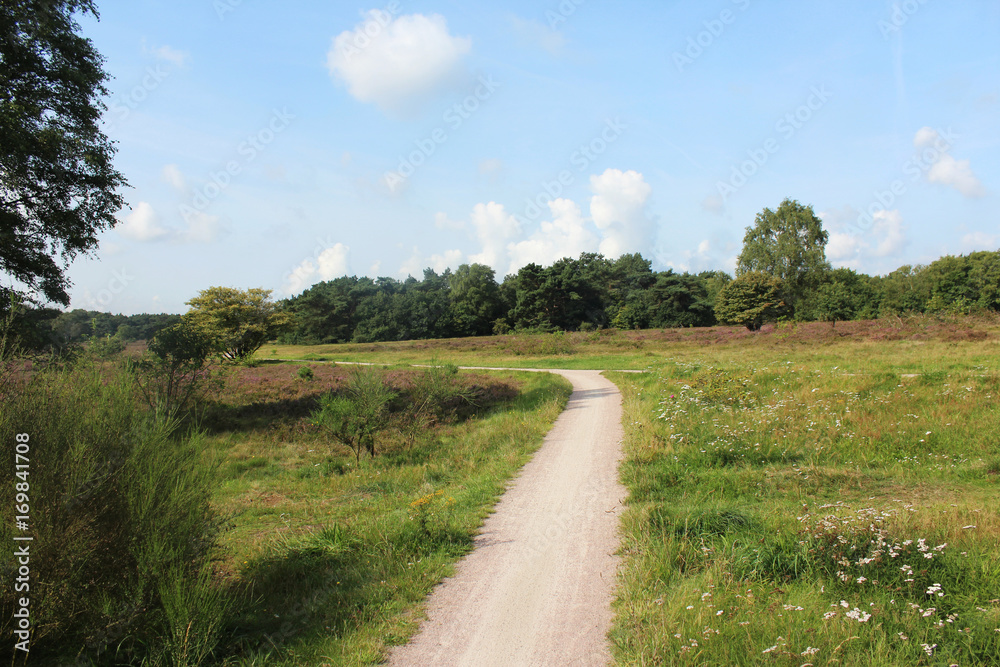 Heather landscape, Utrechte heuvelrug