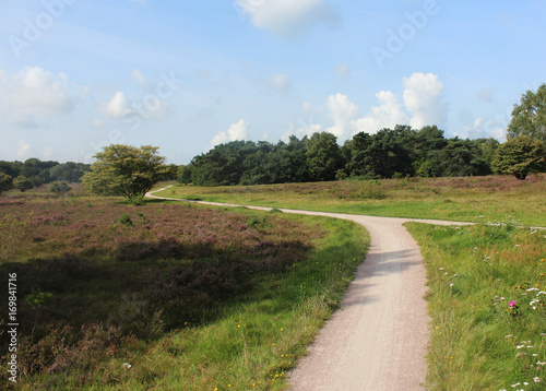 Heather landscape, Utrechte heuvelrug