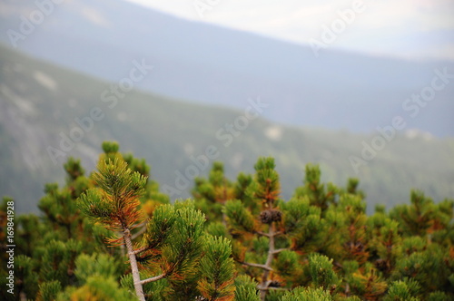 Detail of pine in mountain forest.