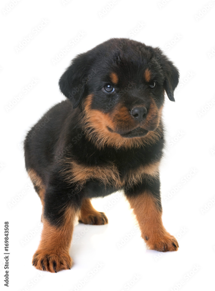 puppy rottweiler in studio