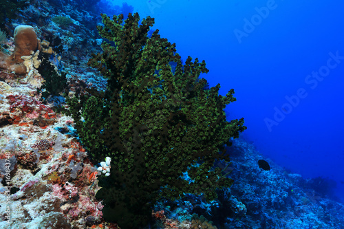 Black sun coral