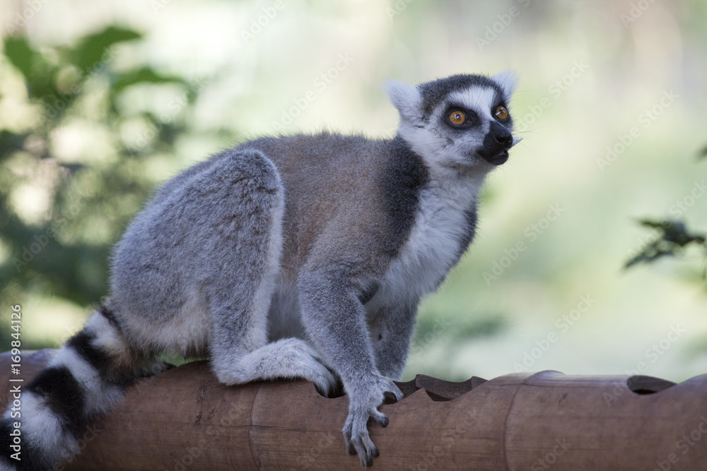 Obraz premium Ring-tailed lemur 