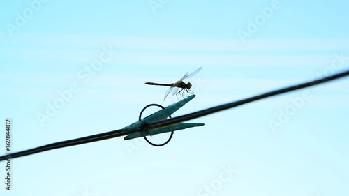 Dragonfly sits on clothespin. Outdoors photo