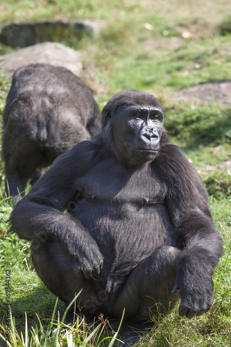 Big gorilla monkey in the zoo