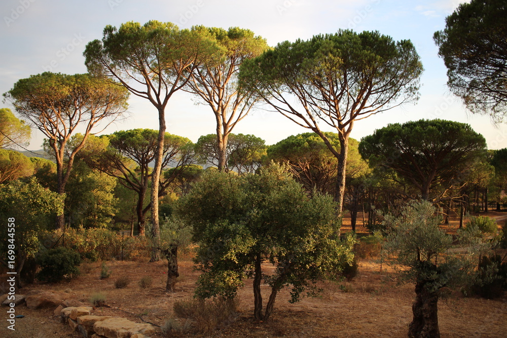 Fototapeta premium Provence forest