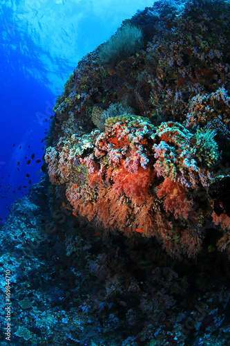 Beautiful coral reef