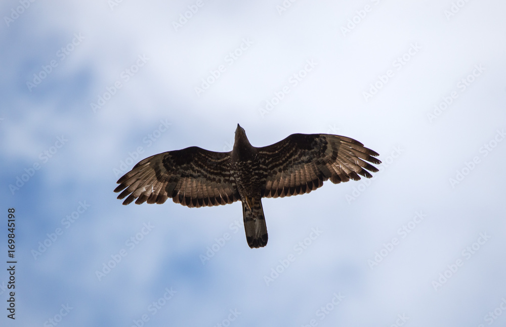 Obraz premium falco pecchiaiolo