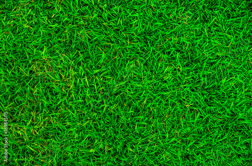 green lawn,backyard for background,Grass texture