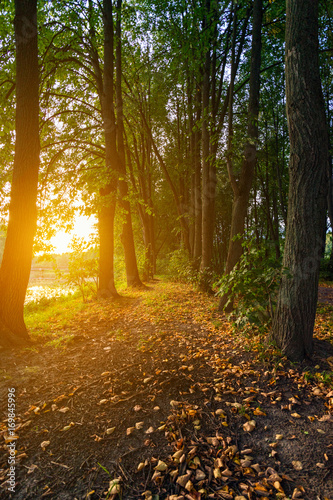 Warm autumn sunset light among trees