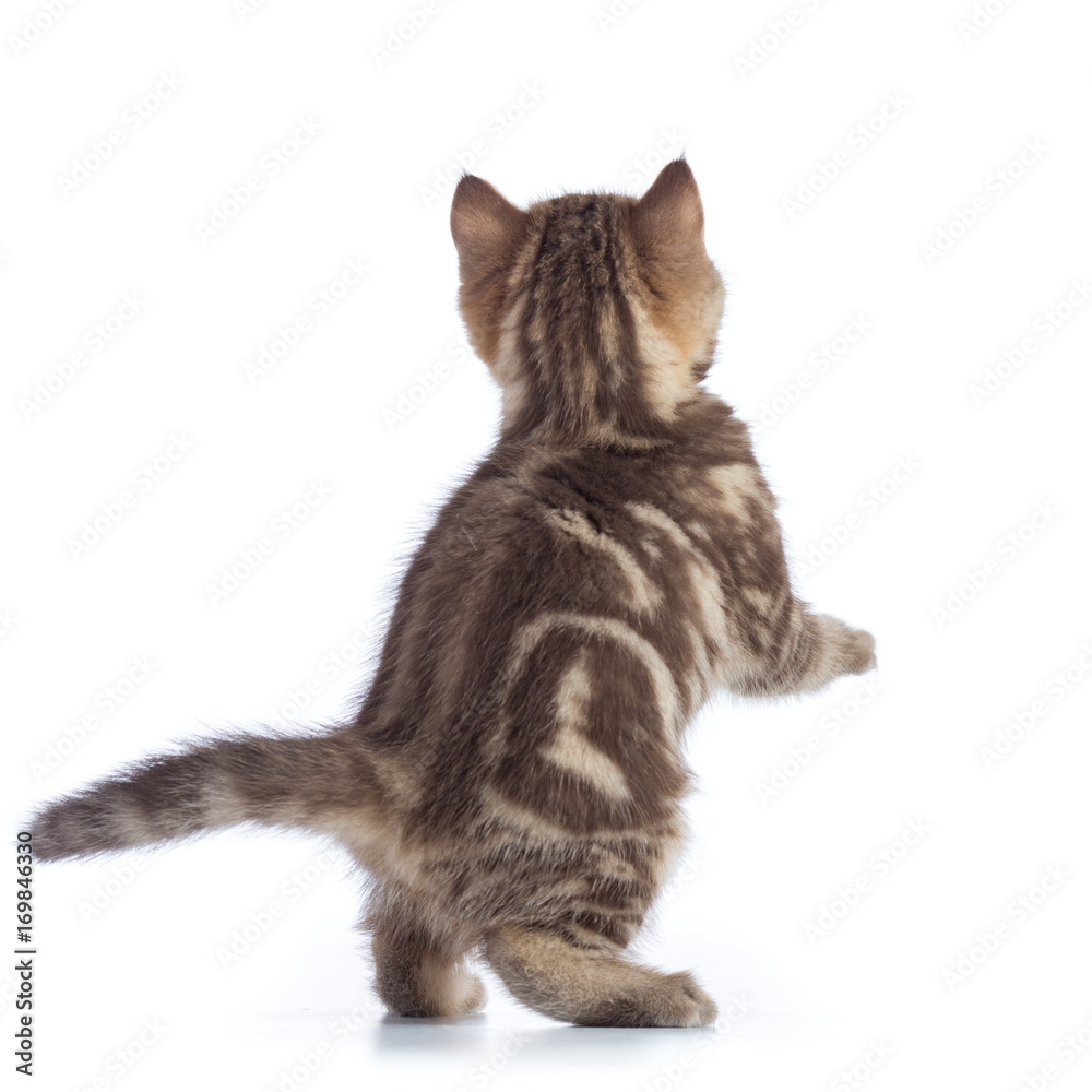 Obraz premium jumping cat kitten rear view isolated