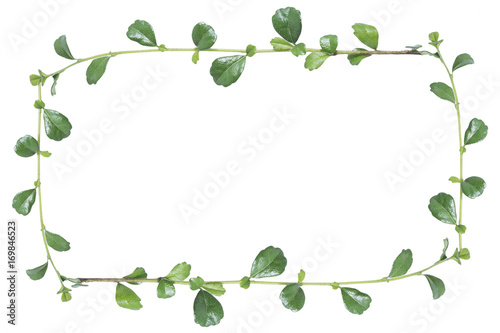 leaf picture frame