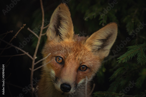 Wilderness explore: fox