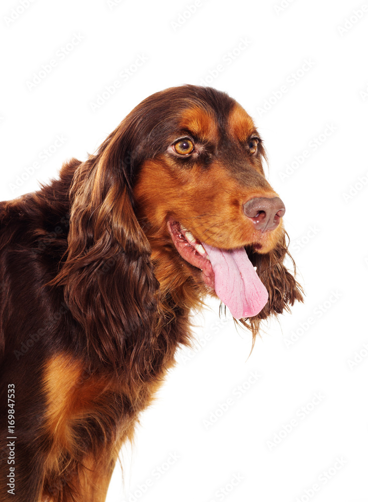 Portrait of a cocker spaniel