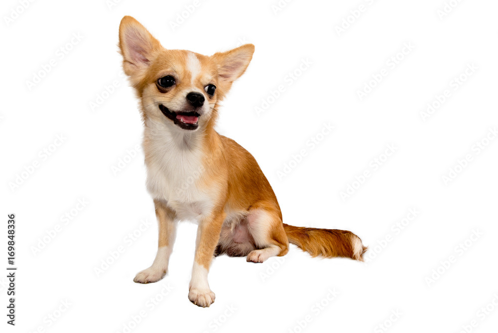 Chihuahua puppy smiles white background.