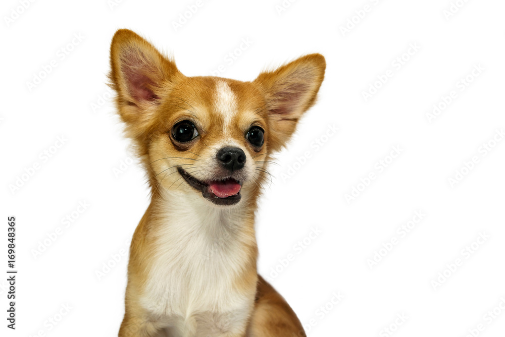 Brown Chihuahua puppy with white background
