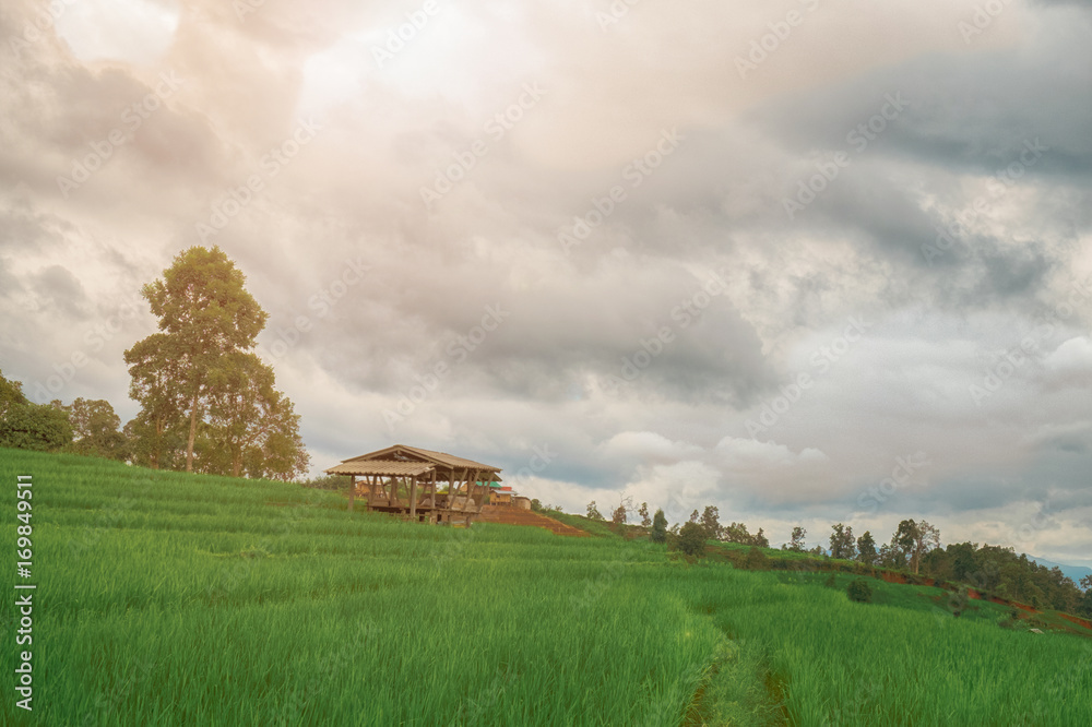 Obraz premium The hut is located on the central farm Green. At Pa Pong Pieng Chiang Mai, Thailand