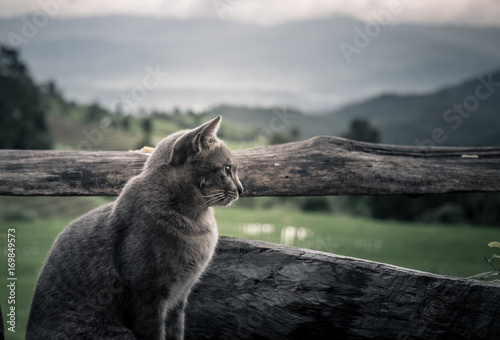 Lonely cute cat sitting vacant.
