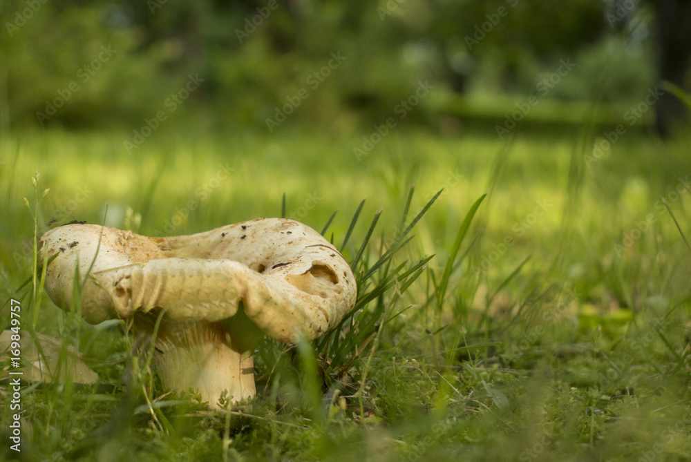 Mushroom mushroom on grass background Mushroom mushroom on grass background