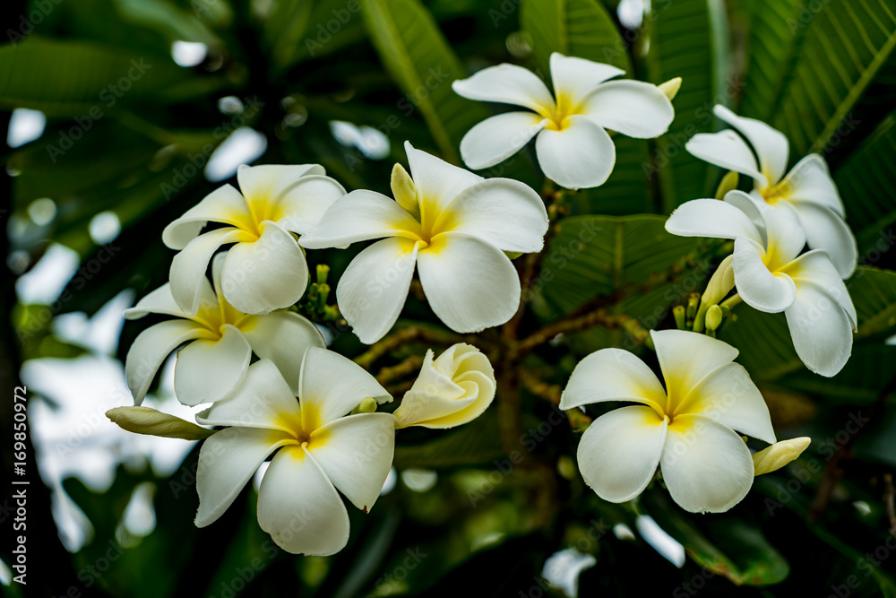 Plumeria flower on blurred leaves background Plumeria flower on blurred leaves background