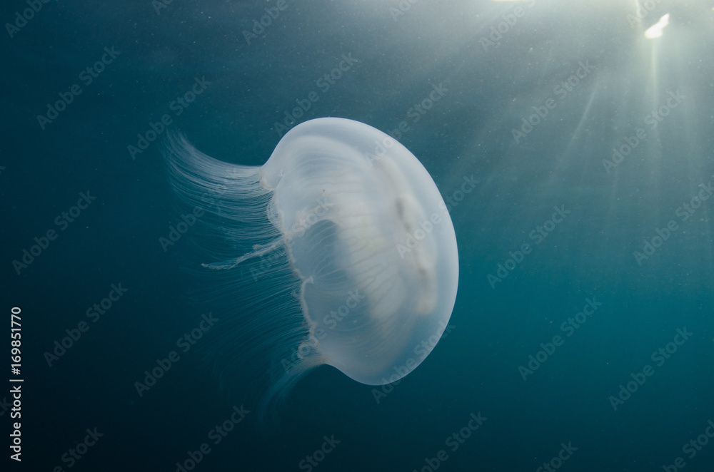 Obraz premium Aurelia in the rays