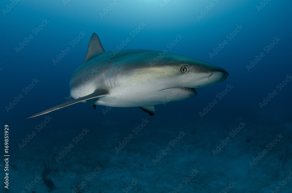 Obraz premium Shark portrait