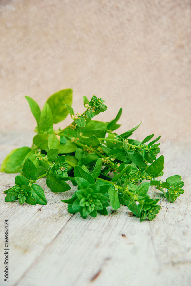 Spinach baby leaves on a white wooden background. copy space Spinach baby leaves on a white wooden background. copy space